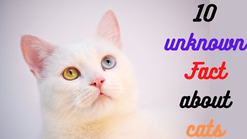 10 Awesome Cat Facts to Understand Them Better