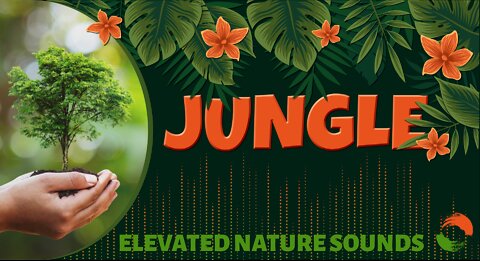 Immersive Tropical Jungle Experience