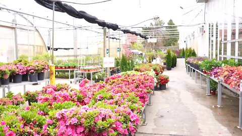 If you're fond of keeping your plants alive, Horrocks in Lansing has some tips for you