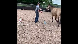 Horse Training H.B Horsemanship