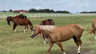 Visiting Random Horse Herds In Texas - Stopped On Hwy To Check Out This Herd