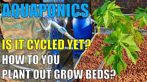 Aquaponics System | Is It Cycled Yet? & Planting Out Grow Beds