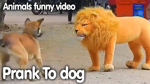 Troll Prank Dog Funny & fake Lion and Fake Tiger Prank To dog & Huge Box Prank to dog