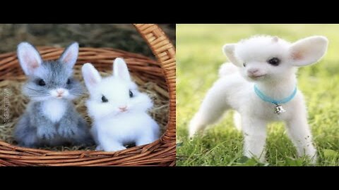 Cutest baby animals Videos Compilation Cute moment of the Animals - Cutest Animals