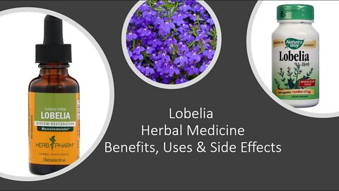 Lobelia - Herbal Medicine - Benefits, Uses & Side Effects