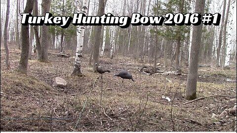 Turkey Hunting Bow 2016 #1