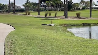 Crocodile roaming North Palm Beach Country Club