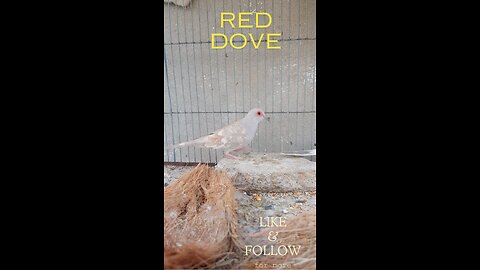 Red dove starts breeding in winter