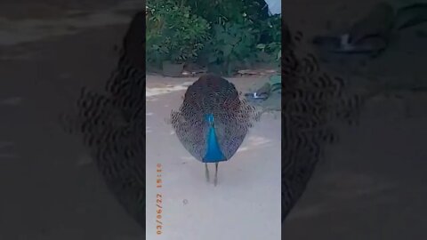 peacock dance#srilanka #shorts