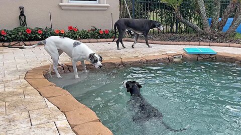 Great Dane Tries To Convince Friends To Join Her In The Pool