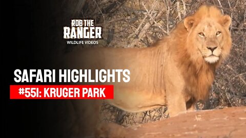 Safari Highlights #551: 19 & 20 August 2020 | Kruger National Park | Latest Wildlife Sightings