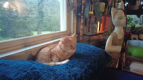 Farm Cat Lexi's Favorite Napping Spot: Her Furry Pillow (4K HD ASMR)