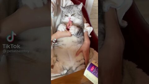 Tiktok Cute Cat Eating food 😂 - Her Purring is so Satisfying