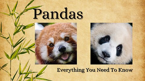 Panda Bears: Everything You Must Know