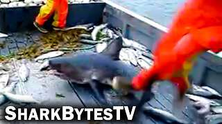 Dangerous Close Encounters Caught on Video - Shark Bytes TV Episode 11 - Salmon Shark Showdown