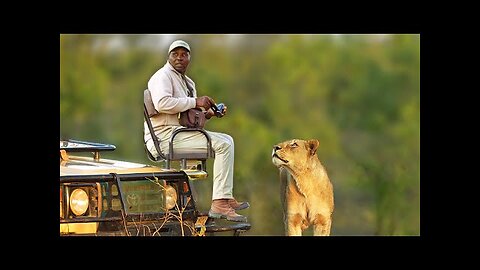 This Lioness Surprised The Photographer In An Unexpected Way