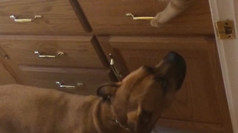 Caring Cat Shares Food With Family Dogs