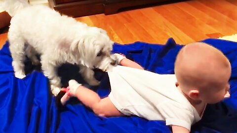 Funny Babies Playing with Dogs Compilation - Funny Baby and Pets __ Cool Peachy