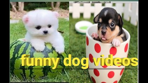 How to funny dog videos and funny dog pictures ho