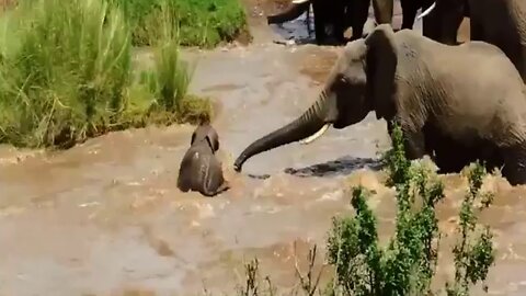 Elephant Herd Rescues Baby from River Current