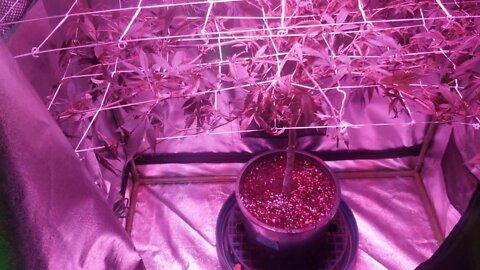 How I Scrog Cannabis : North Genetics Mr. Cruz Episode 2 Day Aftermath!