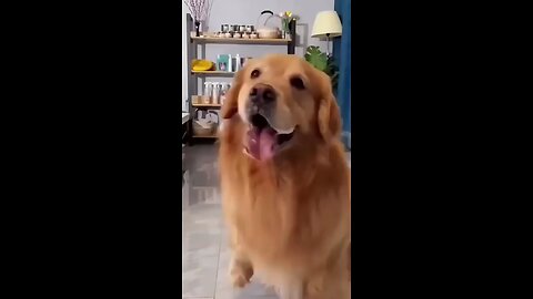 so cute dog dance