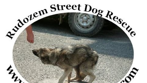 RSDR Rudozem Street Dog Street - How It All Began...