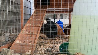 My Backyard Chickens - Episode 26