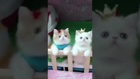 cute and funny cat 13 video compilation I #shorts