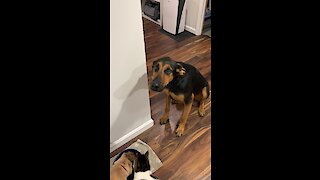 Hungry Pup Helplessly Looks On As Cats Eat His Food