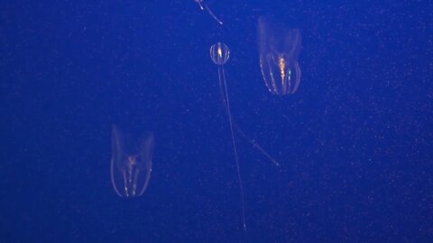 Monterey Bay Aquarium Ocean Jellies Warty Comb Jelly jellyfish