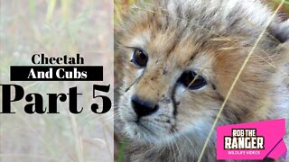 Cheetah And Cubs Part 5: Cubs Investigate The Vehicle