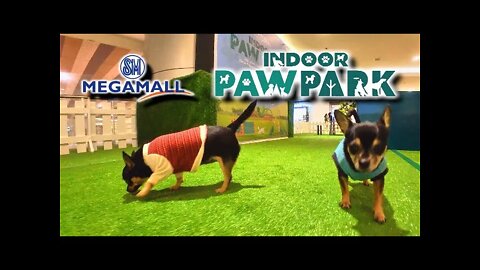 Newest Indoor Paw Park At SM Megamall