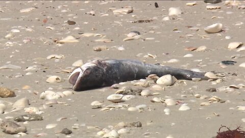 Checking in on the long-term impacts of Red Tide and your health