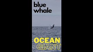 "Blue Whales: Earth's Enormous Giants"