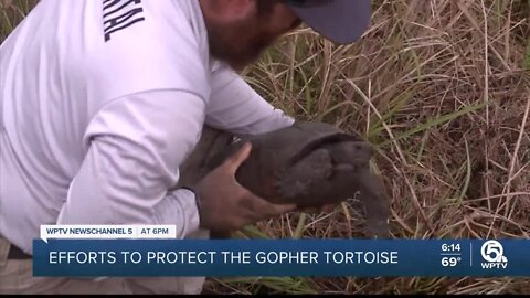 Florida works to protect gopher tortoises amid 'incredible' development