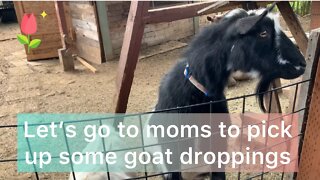Let's go visit my mom and the goats