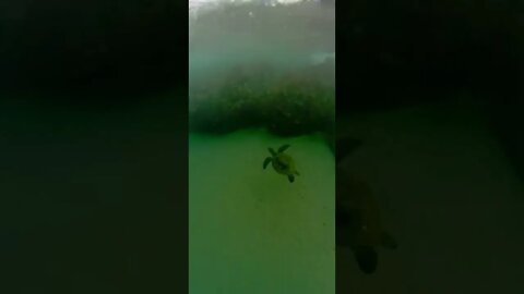 Turtle swimming