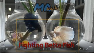 fighting betta fish