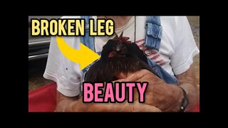 Broken Leg Beauty - Ann's Tiny Life and Homestead