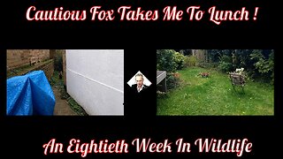 A Eightieth Week In Wildlife - Cautious Fox Takes Me To Lunch !