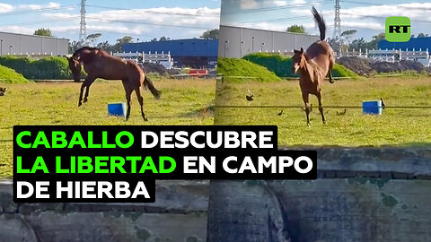 Un caballo pasea por un campo de hierba por primera vez en su vida