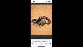 Pigmy Rattlesnake in strike mode