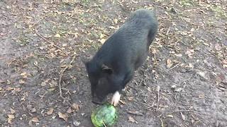 Batman the pig eating watermelon