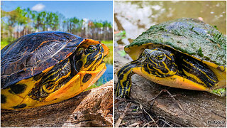 HOW TO Identify Yellow Bellied Sliders!