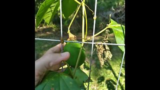 How to know when your passion fruit is ripe.