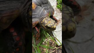 Melon the RedFoot Tortoise and Our Noisy Backyard #shorts #tortoiseshorts