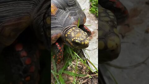 Melon the RedFoot Tortoise and Our Noisy Backyard #shorts #tortoiseshorts