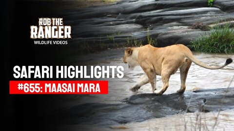 Safari Highlights #655: 18th January 2022 | Maasai Mara/Zebra Plains | Latest Wildlife Sightings