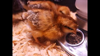 New baby chicks!!!
